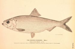 Plate 208 Image