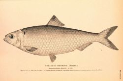 Plate 210 Image