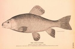 Plate 220 Image