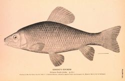 Plate 221 Image
