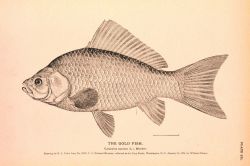 Plate 231 Image