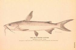 Plate 236 Image