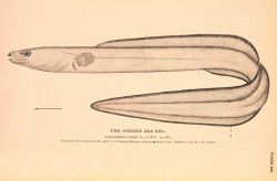 Plate 240 Image