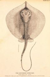 Plate 245 Image