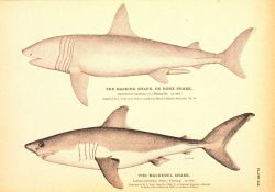 Plate 249 Image