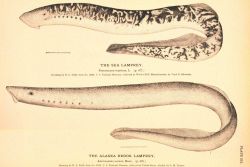 Plate 251 Image