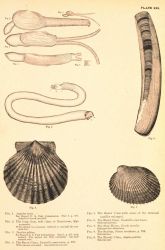Plate 255 Image