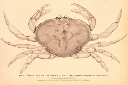 Plate 261 Image