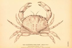 Plate 263 Image