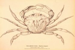 Plate 265 Image