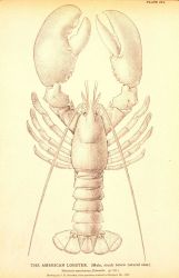 Plate 271 Image