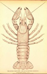 Plate 272 Image