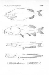 Plate XV Image