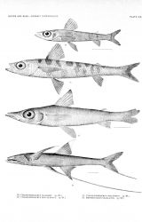 Plate XIX Image