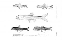 Plate XXIV Image