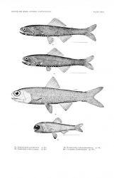 Plate XXVI Image