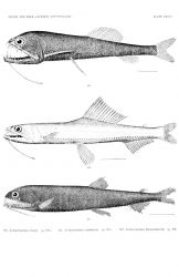 Plate XXXIII Image
