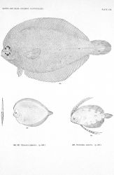 Pl Image