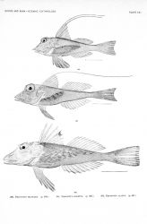Pl Image