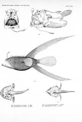 Pl Image