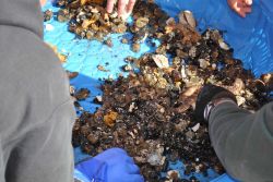 Sifting through bottom trawl material. Image