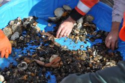 Scientists collecting more deep sea treasures from a bottom trawl. Image