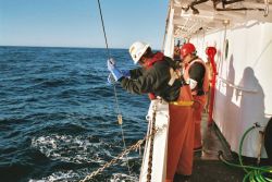 Sending the messenger down the line to open the net for collection with Tucker midwater plankton trawl. Image