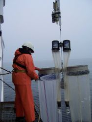 Washing material adhering to nets into cod end of Pairovet II nets. Image