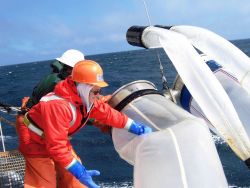 Launching bongo nets in a boisterous wind. Image