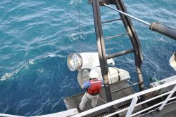 Deploying bongo nets. Image