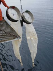 Deploying bongo nets Image