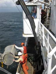 Washing material on inside of bongo nets down into the cod end sample bottles. Image