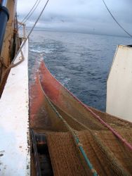 Pulling the net in. Image
