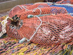 Cod end of the net with a moderate pollock catch. Image