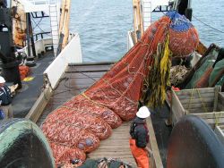 Preparing to dump part of the trawl catch in the sorting bins. Image