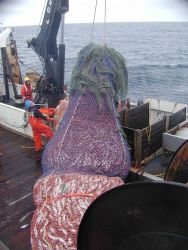 Cod end of the trawl net loaded with fish. Image