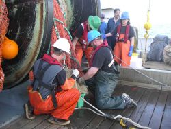 Emptying a very small trawl - called a 