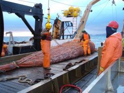 Preparing to empty a full cod end of the trawl. Image
