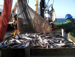 Emptying the cod end of the trawl into a sorting bin. Image