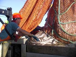 Emptying the cod end of the trawl into a sorting bin. Image