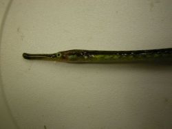 Looks like an eel fish Image