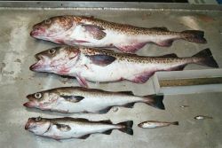 Pollock of multiple ages Image