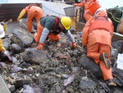 Picking over a bottom dredge haul Image