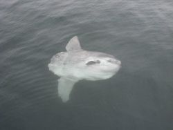 Sunfish Image