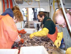 Science party sorting catch of mid-water lanternfish (myctophids). Image