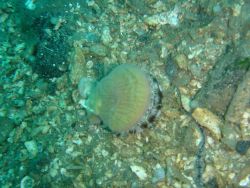 Scallop observed on a dive in Three Saints Bay. Image