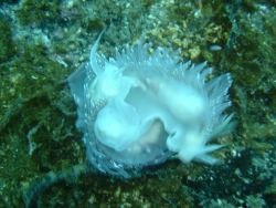 White nudibranch observed on a dive in Three Saints Bay. Image