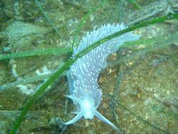 White nudibranch observed on a dive in Three Saints Bay. Image
