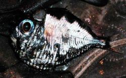 Hatchetfish Image