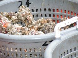 Hermit crabs Image
